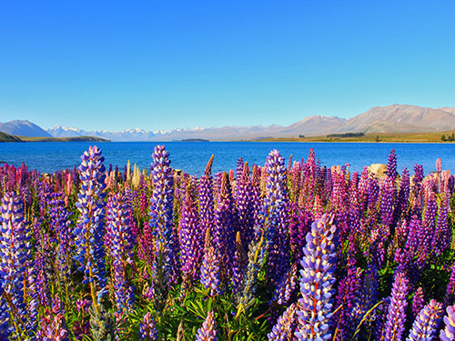 Lake Tekapo